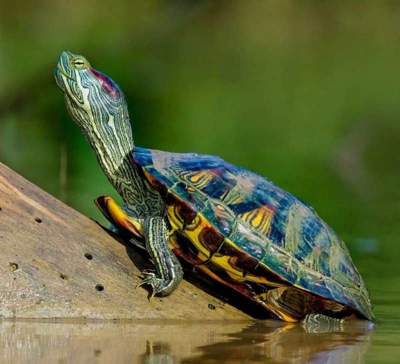 Pond Slider