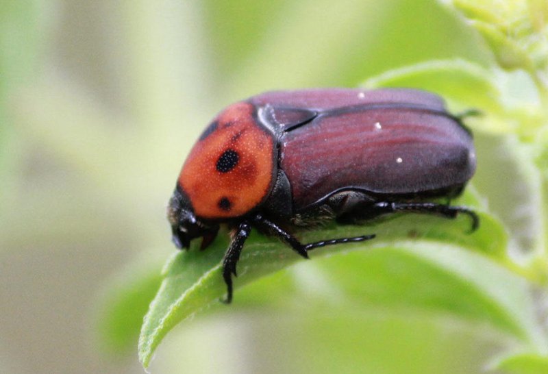 Potato Beetle
