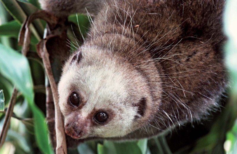 Potto