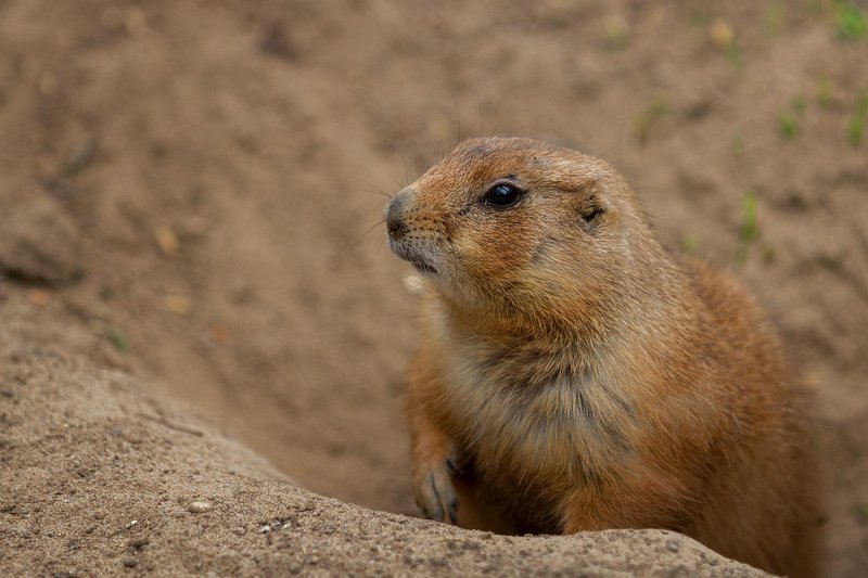 Prairie Dog