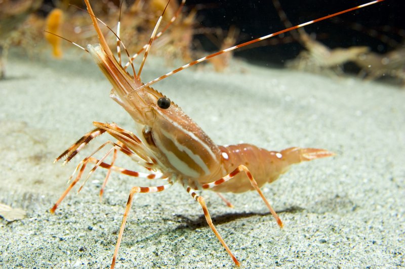Prawn