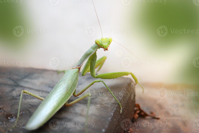 Praying Mantis