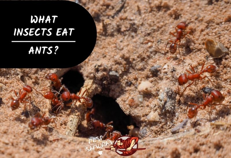 Predators And Threats To The Ant
