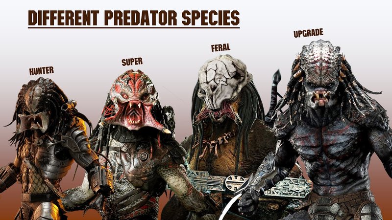 Predators And Threats To The Atlas Moth