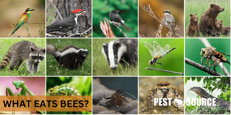 Predators And Threats To The Bee
