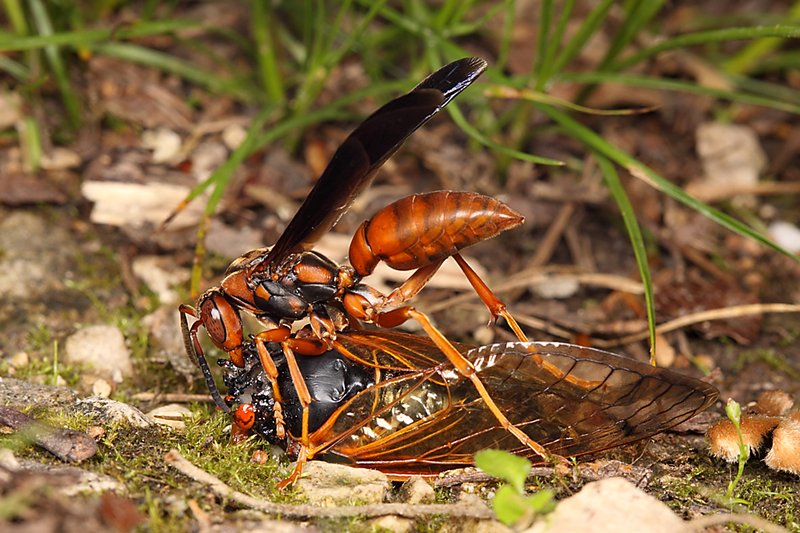 Predators And Threats To The Beetle