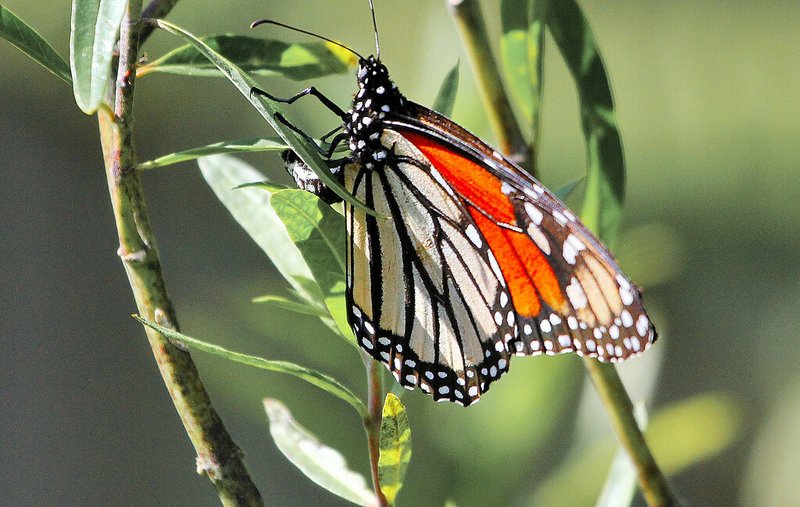 Predators And Threats To The Butterfly