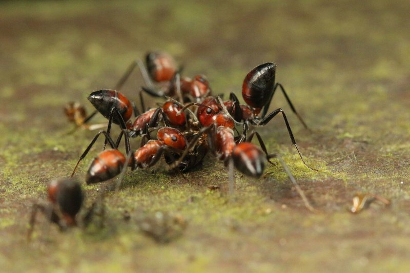 Predators And Threats To The Carpenter Ant