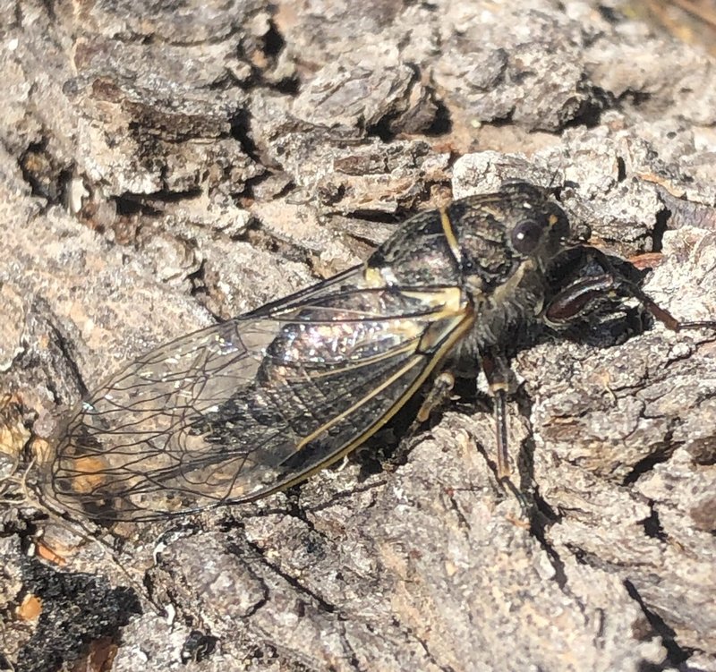 Predators And Threats To The Cicada