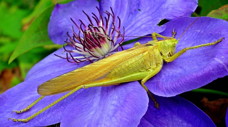 Predators And Threats To The Cricket