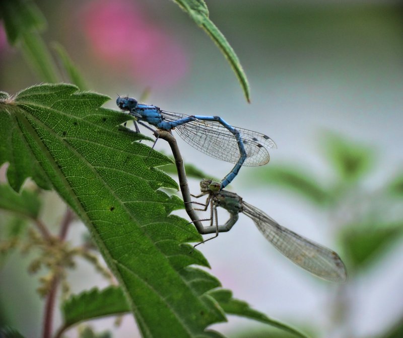 Predators And Threats To The Dragonfly