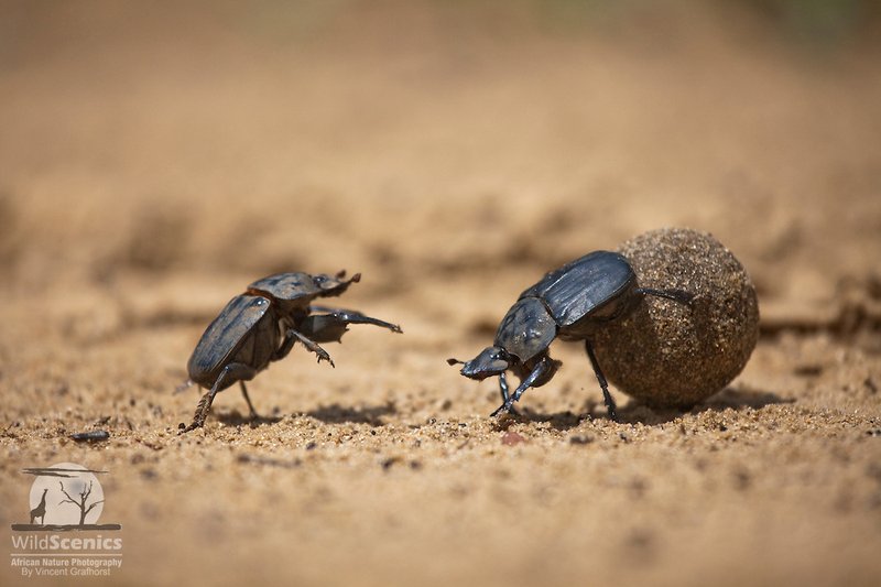 Predators And Threats To The Dung Beetle
