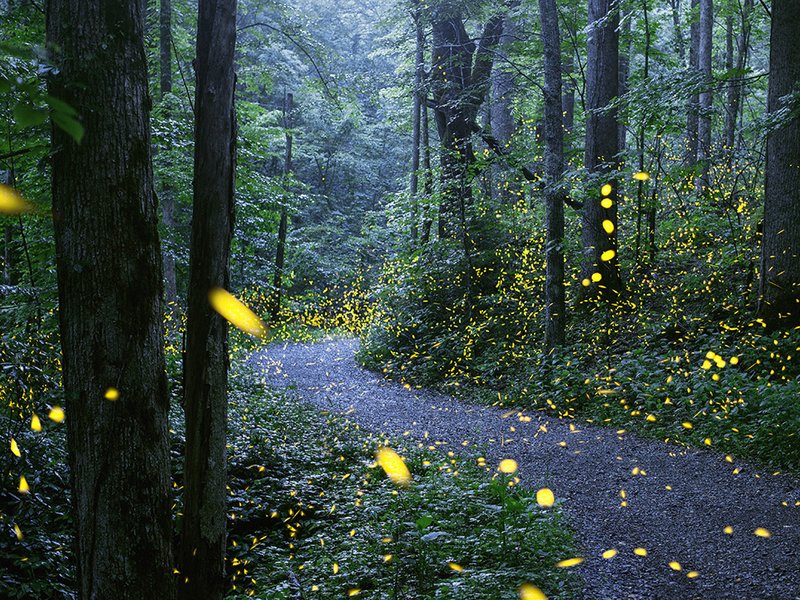 Predators And Threats To The Firefly