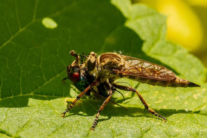 Predators And Threats To The Fly
