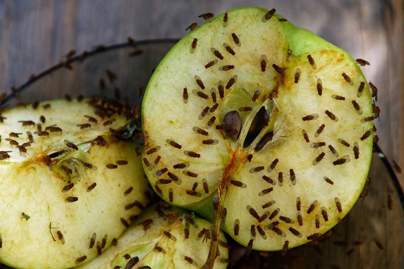 Predators And Threats To The Fruit Fly