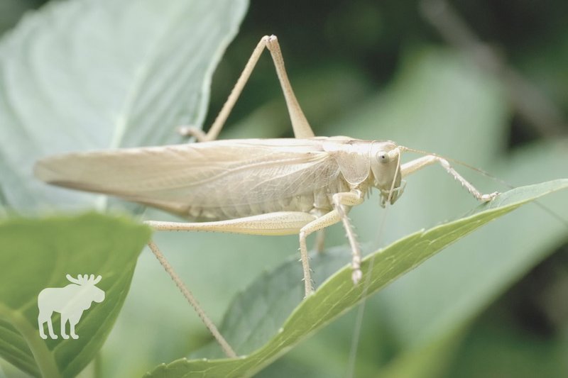 Predators And Threats To The Grasshopper