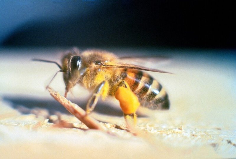 Predators And Threats To The Honey Bee