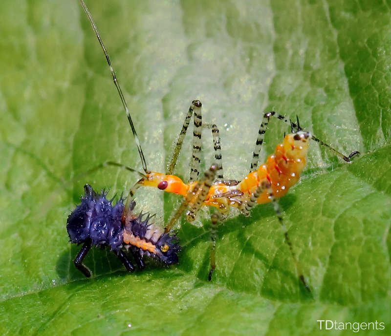 Predators And Threats To The Ladybug