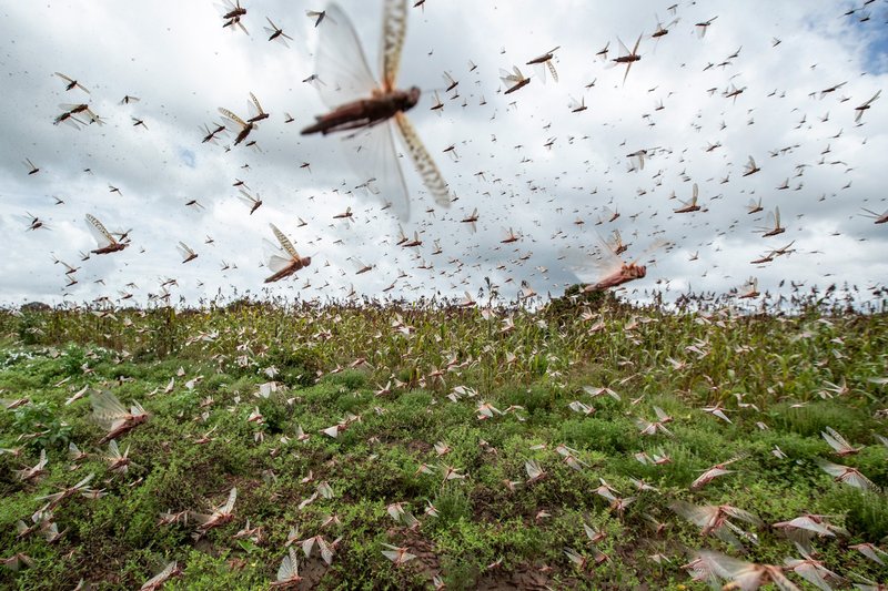 Predators And Threats To The Locust