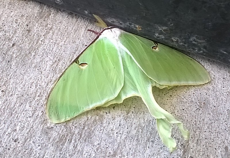 Predators And Threats To The Luna Moth