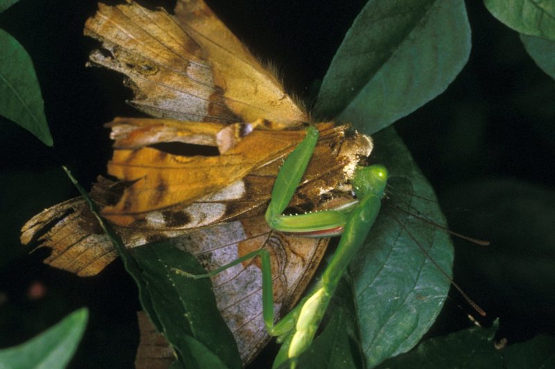 Predators And Threats To The Mantid