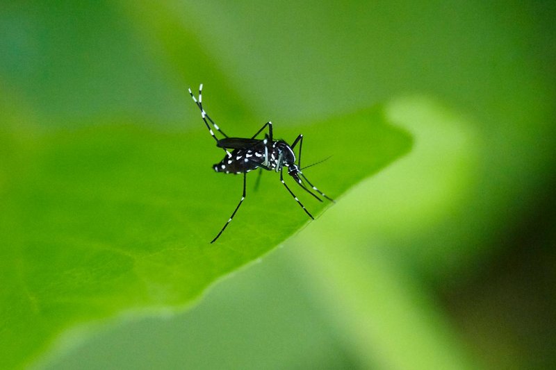 Predators And Threats To The Mosquito