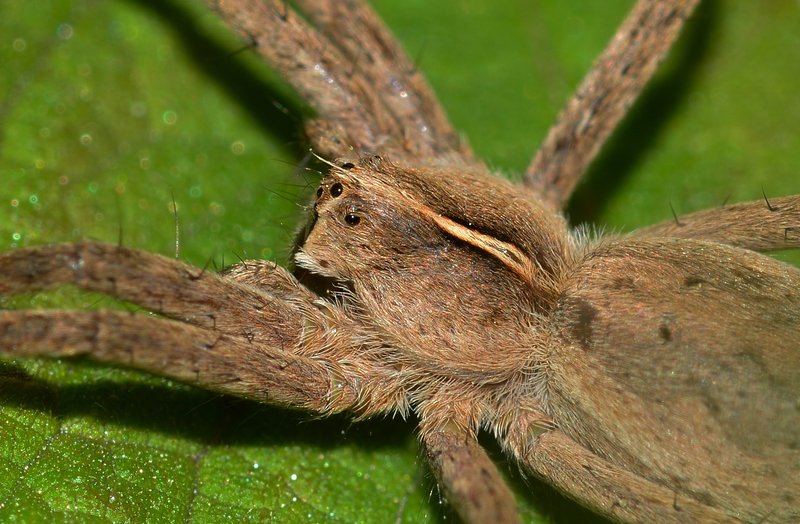 Predators And Threats To The Moth