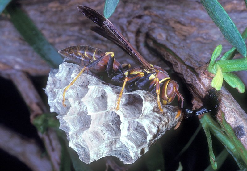 Predators And Threats To The Paper Wasp