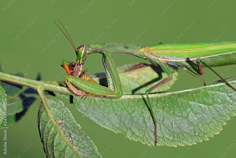 Predators And Threats To The Praying Mantis