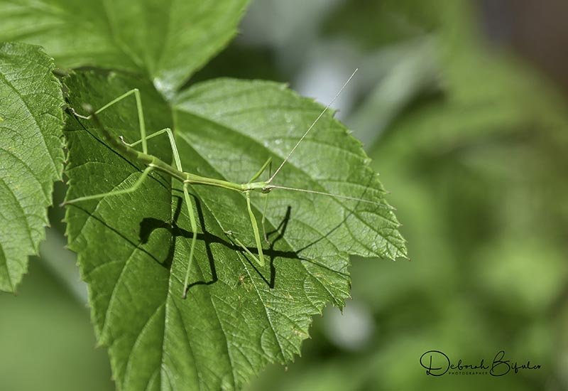 Predators And Threats To The Stick Insect