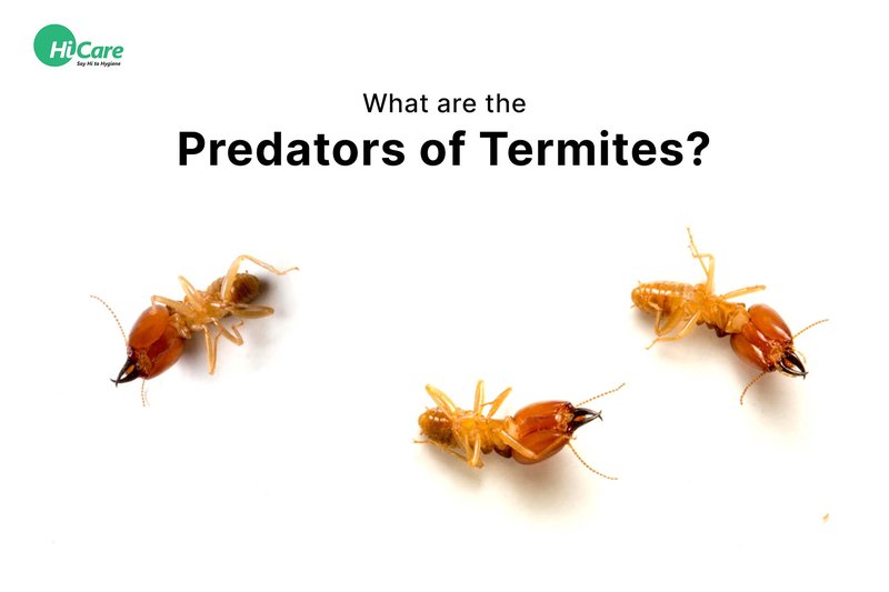 Predators And Threats To The Termite