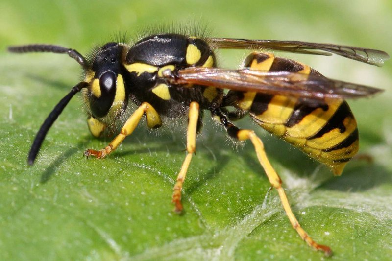 Predators And Threats To The Yellowjacket
