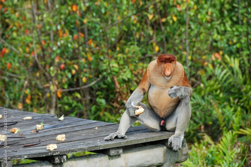 Proboscis Monkey
