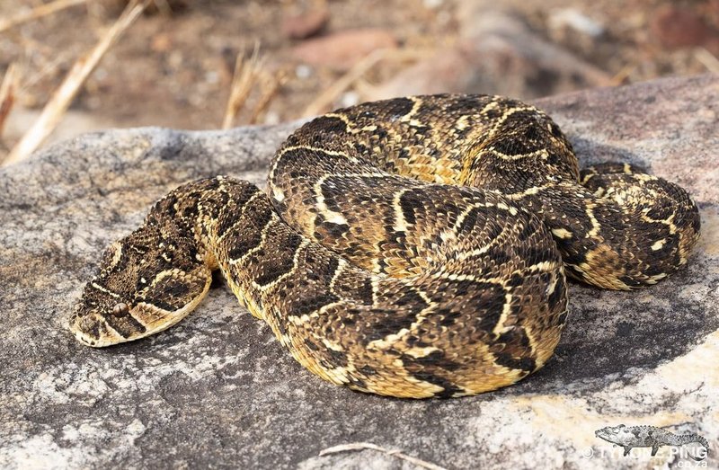 Puff Adder