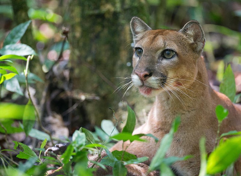 Puma