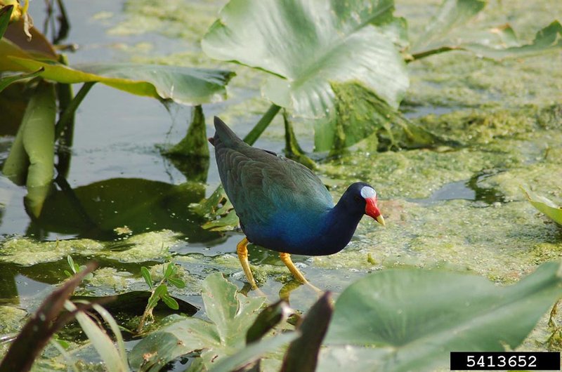 Purple Gallinule