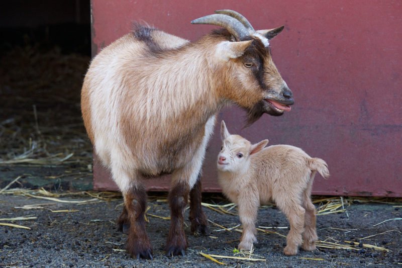 Pygmy Goat Overview: History, Traits, And Primary Uses