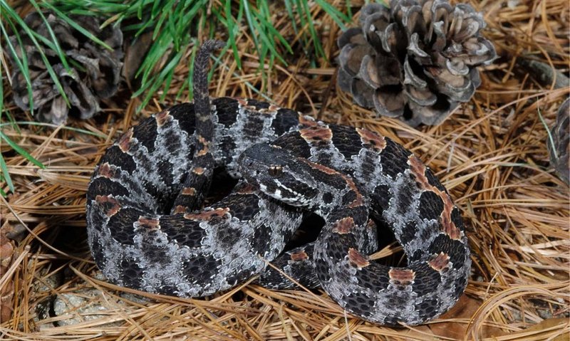 Pygmy Rattlesnake