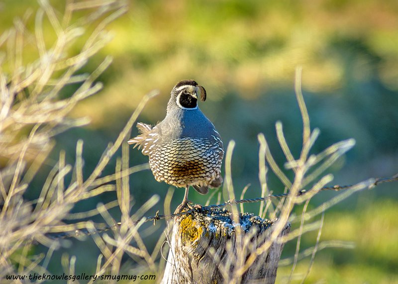 Quail