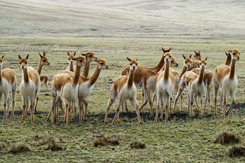 Quechuan Hocicudo