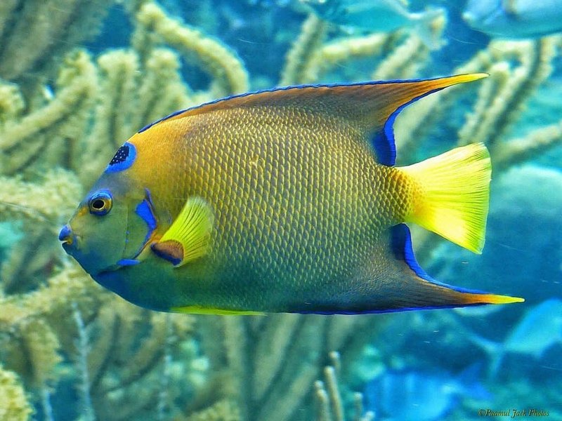 Queen Angelfish
