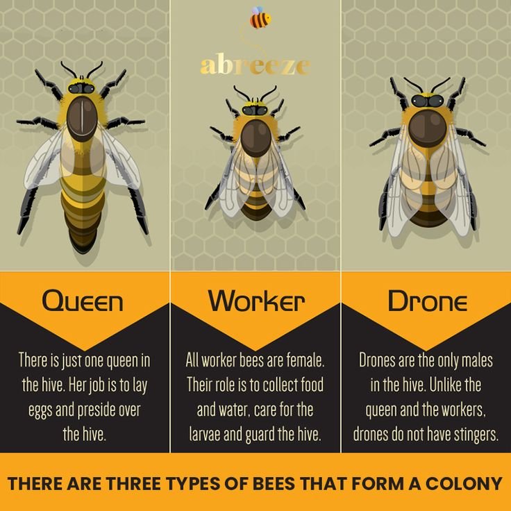 Queen Bee Vs Worker Bee Vs Drone €“ Roles Explained