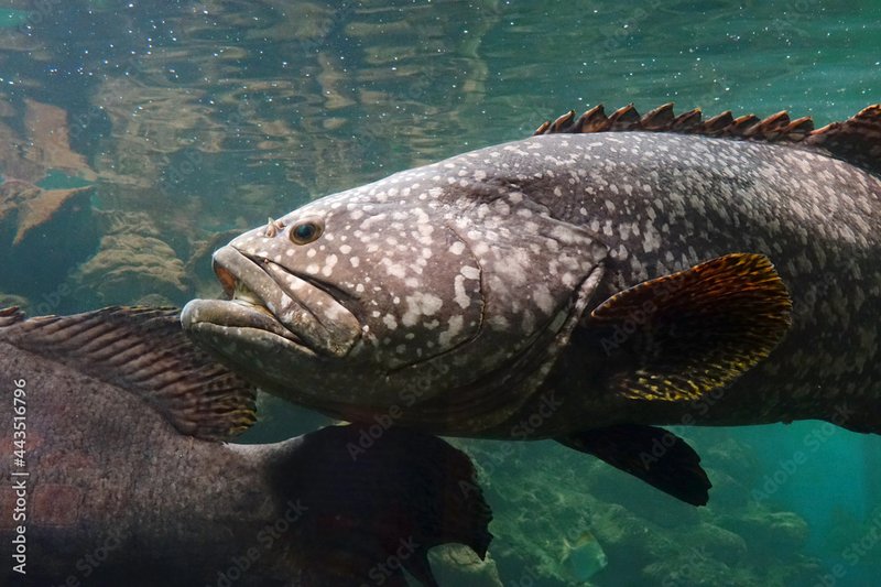 Queensland Grouper