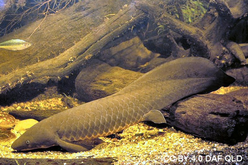 Queensland Lungfish