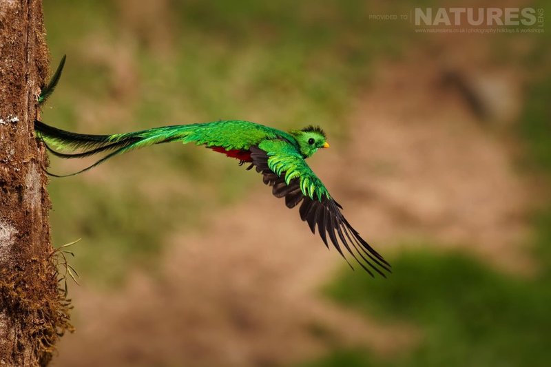 Quetzal