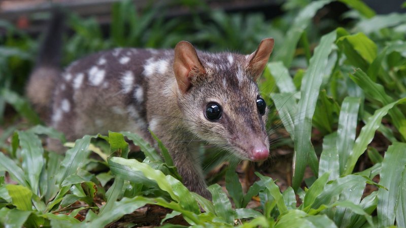 Quoll