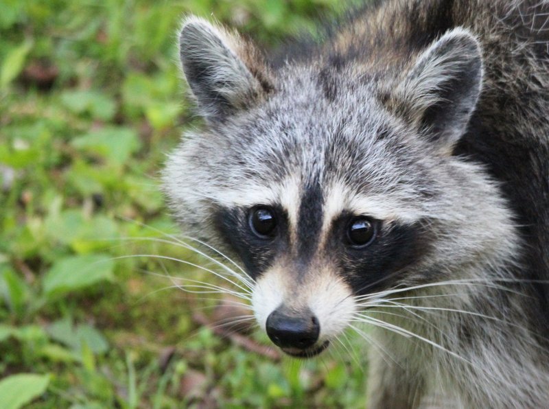 Raccoon