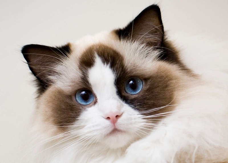 Ragdoll Cat Overview: Personality, Appearance, And Care Needs