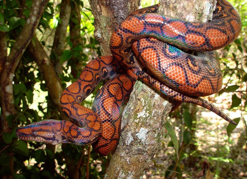 Rainbow Boa