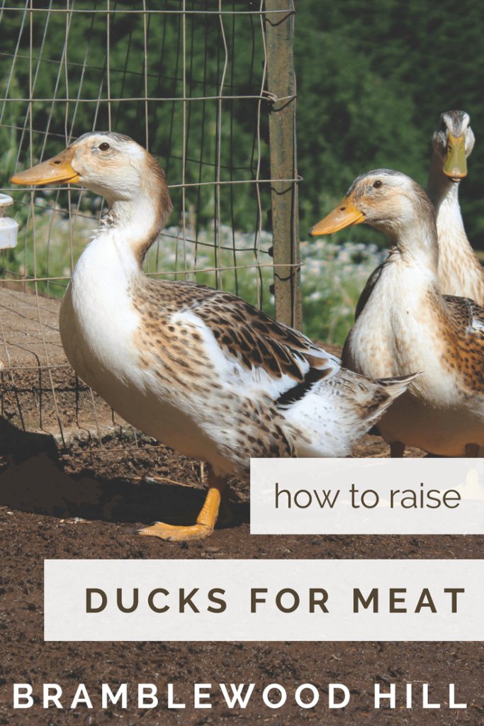Raising Ducks For Eggs Vs Meat: What To Expect